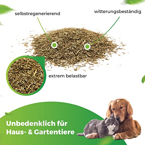 Greenyp® Sport I strapazierfähiger Sport-& Spielrasen I 10kg für 400m² I Sportrasen Grassamen Rasensamen Rasensaat Gras Nachsaat schnellkeimend – Bild 4