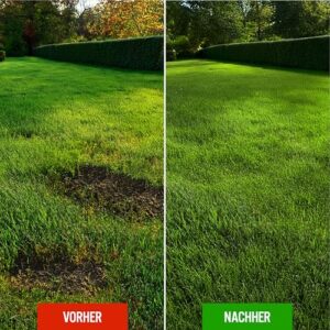 Alternative view of Rasensamen schnellkeimend Frühjahr GF Regeneration Grass 10kg, Grassamen für Neuansaat und Nachsaat, schnell wachsender Rasen, Rasensaat ideal gegen Lücken, ausreichend für ca. 175-200m²