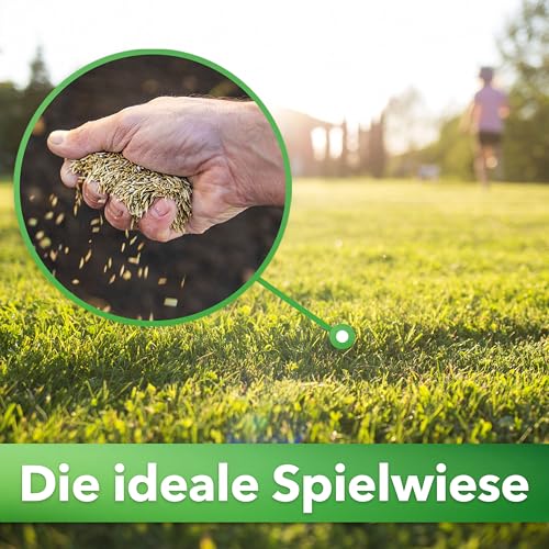 Hesa Gebrauchsrasen 5 kg für 200 m², RSM 2.3, Sport- und Spielrasen, schnellkeimende Premium Rasensamen, Grassamen strapazierfähig und robust in Profiqualität – Bild 2