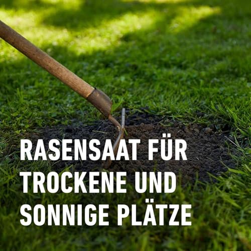 COMPO SAAT Trocken-Rasen, Hitze- und trockenverträgliche Rasensamen/Grassamen für trockene und sonnige Standorte, 2 kg, 80 m² – Bild 3