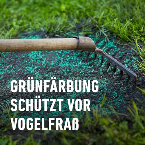 COMPO SAAT Trocken-Rasen, Hitze- und trockenverträgliche Rasensamen/Grassamen für trockene und sonnige Standorte, 2 kg, 80 m² – Bild 5