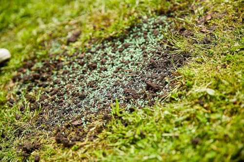 COMPO SAAT Trocken-Rasen, Hitze- und trockenverträgliche Rasensamen/Grassamen für trockene und sonnige Standorte, 2 kg, 80 m² – Bild 7