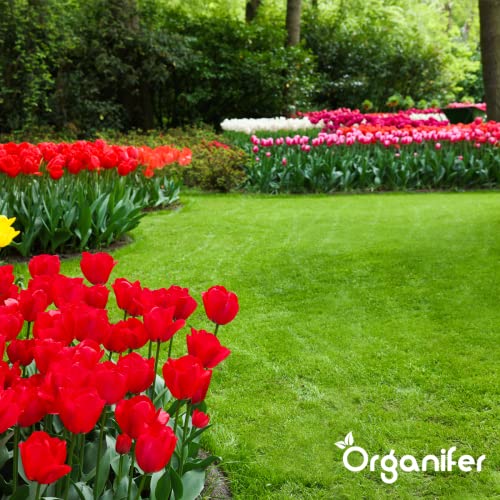 Eisensulfat Dünger (20 Kg - 1000 M2) - Moosentferner - Eisensulfat Gegen Moos - Demosser - Dünger - Eisensulfat Für Rasen - Organifer – Bild 5