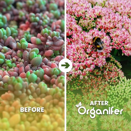 Dünger für Sedum und Dachbegrünung - 20 kg = 400 m2 - Langzeitdünger für Sedumdächer - Kräftiges Wachstum - Vorbeugung von kahlen Stellen - Mit Magnesium - NPK 9-2-7 - Organifer – Bild 2