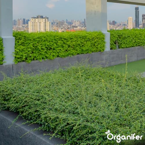 Dünger für Sedum und Dachbegrünung - 20 kg = 400 m2 - Langzeitdünger für Sedumdächer - Kräftiges Wachstum - Vorbeugung von kahlen Stellen - Mit Magnesium - NPK 9-2-7 - Organifer – Bild 4