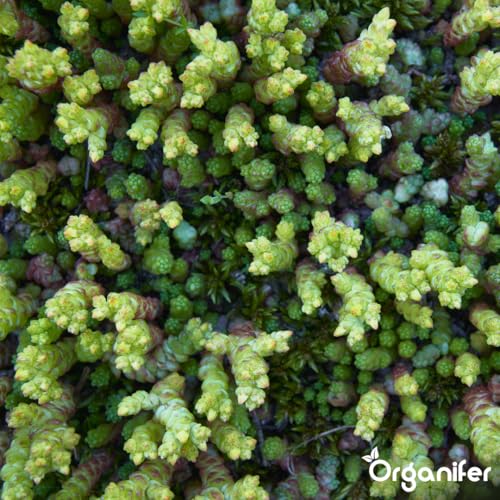 Dünger für Sedum und Dachbegrünung - 20 kg = 400 m2 - Langzeitdünger für Sedumdächer - Kräftiges Wachstum - Vorbeugung von kahlen Stellen - Mit Magnesium - NPK 9-2-7 - Organifer – Bild 5
