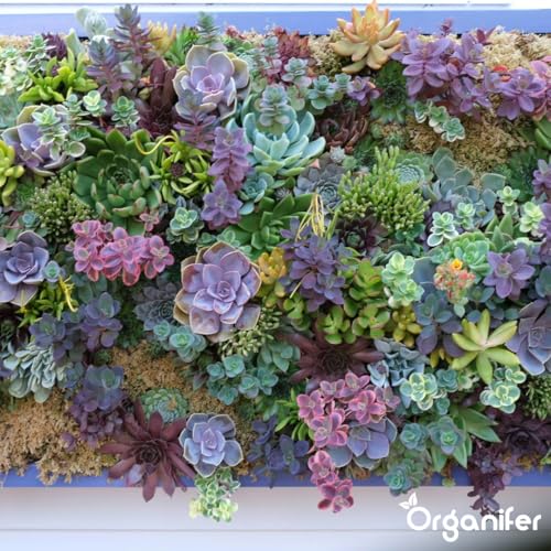 Dünger für Sedum und Dachbegrünung - 20 kg = 400 m2 - Langzeitdünger für Sedumdächer - Kräftiges Wachstum - Vorbeugung von kahlen Stellen - Mit Magnesium - NPK 9-2-7 - Organifer – Bild 8
