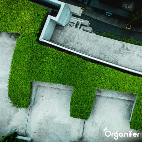 Dünger für Sedum und Dachbegrünung - 20 kg = 400 m2 - Langzeitdünger für Sedumdächer - Kräftiges Wachstum - Vorbeugung von kahlen Stellen - Mit Magnesium - NPK 9-2-7 - Organifer – Bild 9